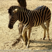 Bangladesh Natinal Zoo_25